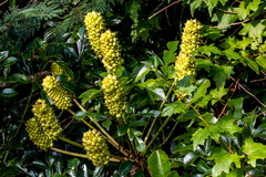 Cussonia sphaerocephala