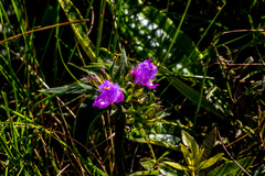 Cyanotis speciosa