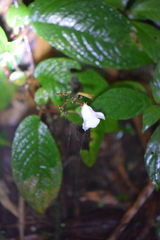 Monopyle maxonii