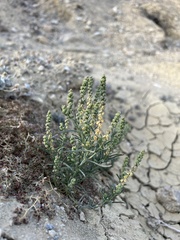 Oligomeris linifolia