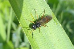 Allantus laticinctus