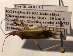 Dicranocephalus marginatus