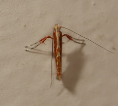 Macarostola polyplaca