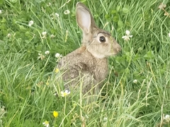 Oryctolagus cuniculus cuniculus