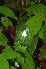 Monopyle maxonii