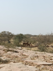 Boselaphus tragocamelus