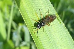 Allantus laticinctus