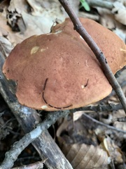 Xanthoconium purpureum