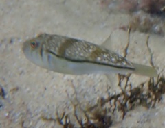 Torquigener pleurogramma