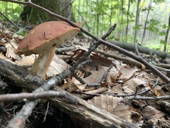 Xanthoconium purpureum