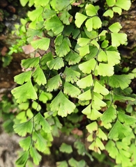 Adiantum capillus-veneris