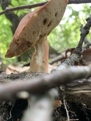 Xanthoconium purpureum