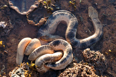 Hydrophis stokesii