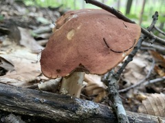 Xanthoconium purpureum