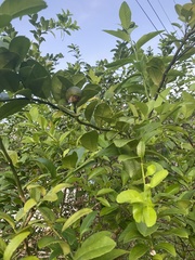 Citrus × microcarpa