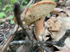 Xanthoconium purpureum