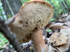 Xanthoconium purpureum