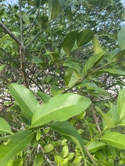 Citrus × microcarpa