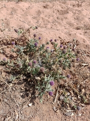 Sphaeranthus indicus