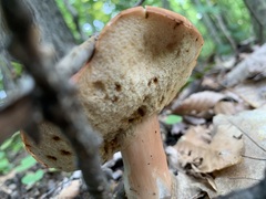 Xanthoconium purpureum