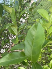 Citrus × microcarpa
