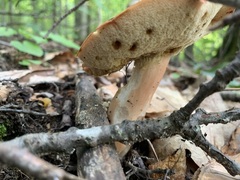 Xanthoconium purpureum