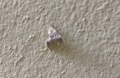 Aetholix flavibasalis