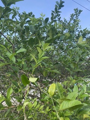 Citrus × microcarpa