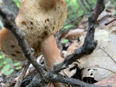 Xanthoconium purpureum