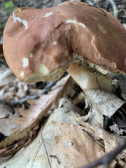 Xanthoconium purpureum