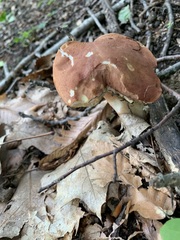 Xanthoconium purpureum