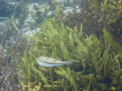 Torquigener pleurogramma