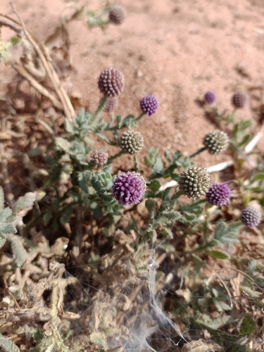 Image of Sphaeranthus indicus by (c) Malaika Mathew Chawla, some rights reserved (CC BY)