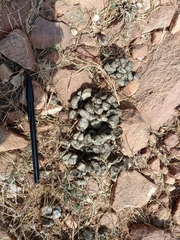 Boselaphus tragocamelus