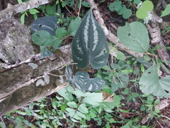 Dioscorea cyanisticta