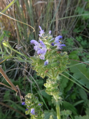 Salvia verbenaca