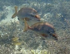 Morwong fuscus