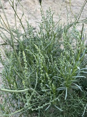 Oligomeris linifolia