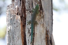 Phelsuma standingi