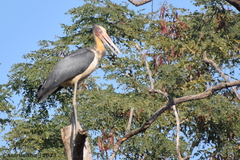 Leptoptilos javanicus