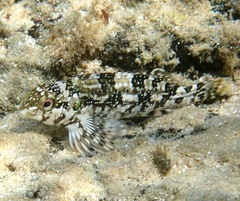 Chironemus marmoratus