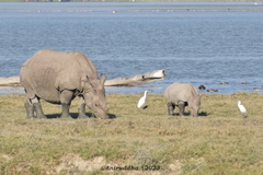 Rhinoceros unicornis