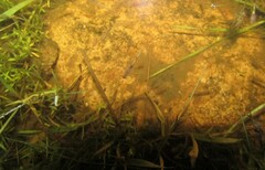 Branchinecta sandiegonensis