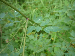 Thalictrum flavum