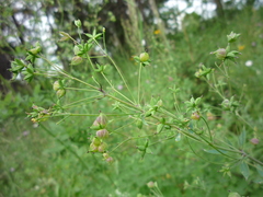 Thalictrum flavum