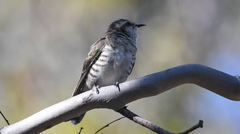 Chrysococcyx basalis