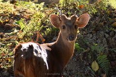 Axis porcinus