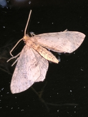 Poecilasthena scoliota