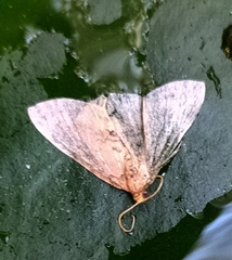 Poecilasthena scoliota
