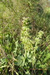 Salvia verbenaca